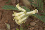 Tennessee milkvetch